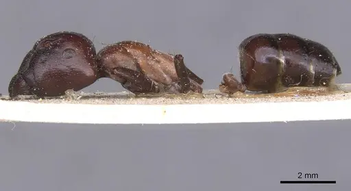 Camponotus pellax specimen CASENT0911756 image casent0911756_3