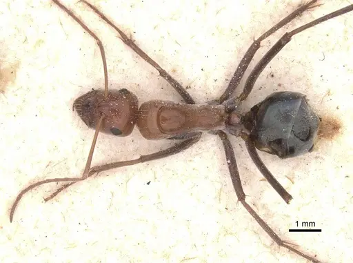 Camponotus pellax specimen CASENT0911757 image casent0911757_1