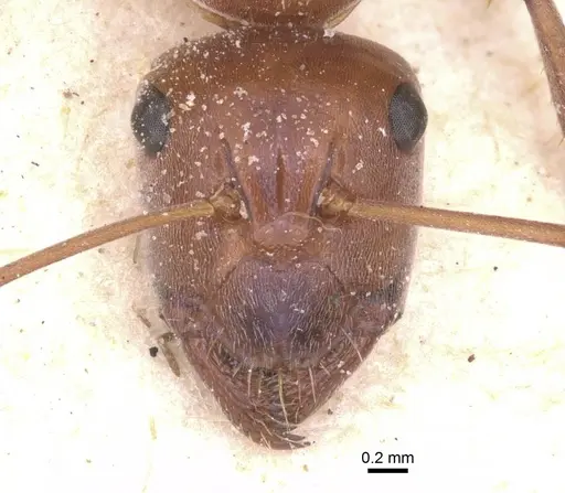 Camponotus pellax specimen CASENT0911757 image casent0911757_2