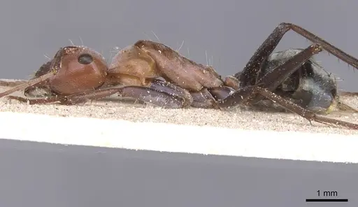 Camponotus pellax specimen CASENT0911757 image casent0911757_3