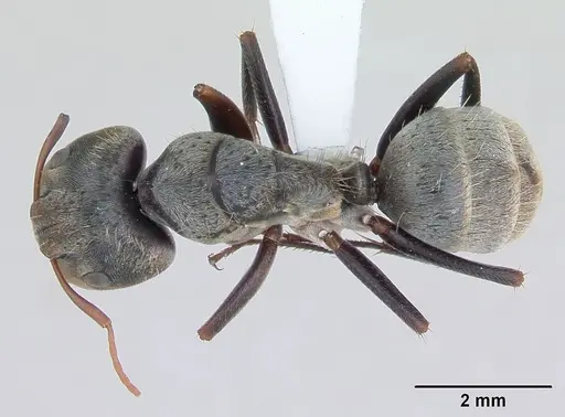 Camponotus pellitus specimen CASENT0173435 image casent0173435_1