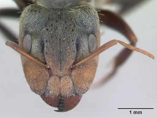 Camponotus pellitus specimen CASENT0173435 image casent0173435_2