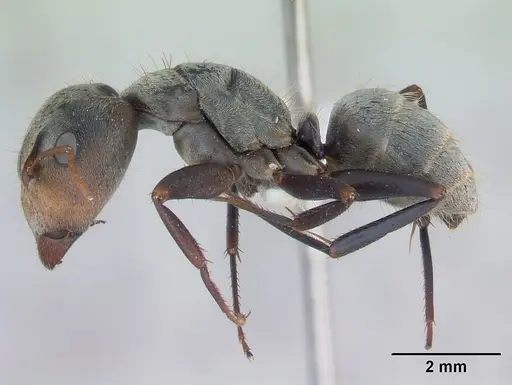 Camponotus pellitus specimen CASENT0173435 image casent0173435_3
