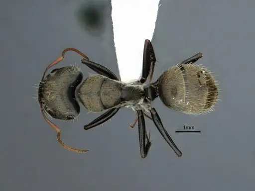 Camponotus pellitus specimen CASENT0882054 image casent0882054_1