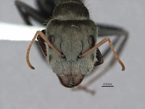 Camponotus pellitus specimen CASENT0882054 image casent0882054_2