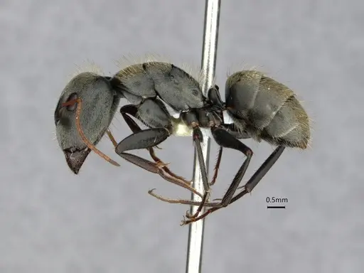 Camponotus pellitus specimen CASENT0882054 image casent0882054_3