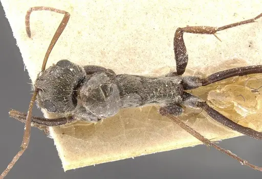 Camponotus pellitus specimen CASENT0910631 image casent0910631_1