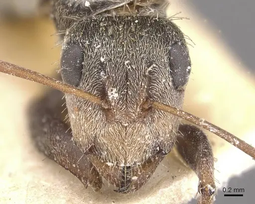 Camponotus pellitus specimen CASENT0910631 image casent0910631_2