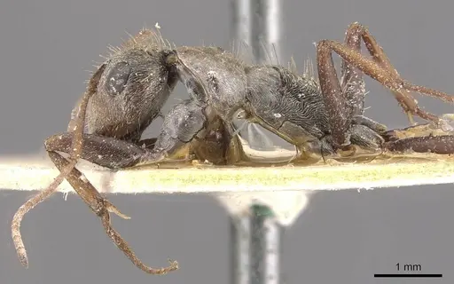 Camponotus pellitus specimen CASENT0910631 image casent0910631_3
