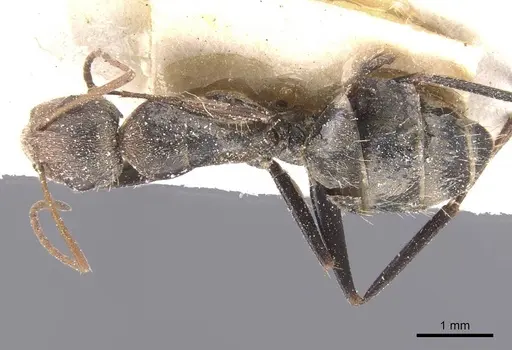 Camponotus pellitus specimen CASENT0911676 image casent0911676_1