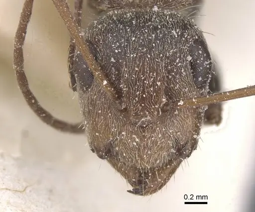 Camponotus pellitus specimen CASENT0911676 image casent0911676_2