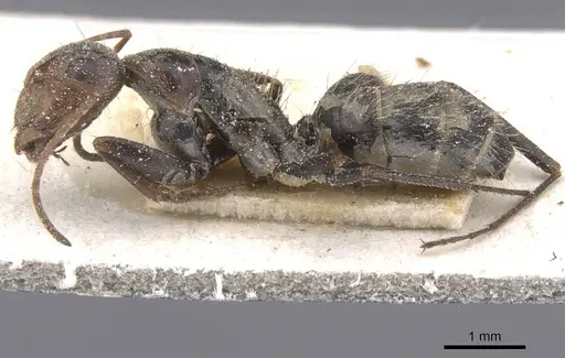 Camponotus pellitus specimen CASENT0911676 image casent0911676_3