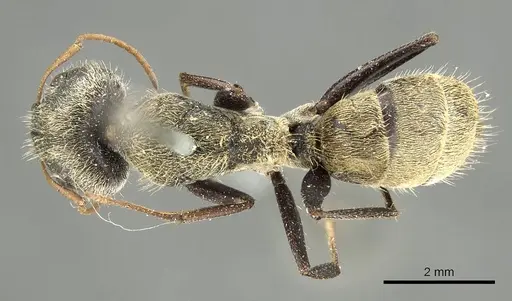 Camponotus pellitus specimen CASENT0915782 image casent0915782_1