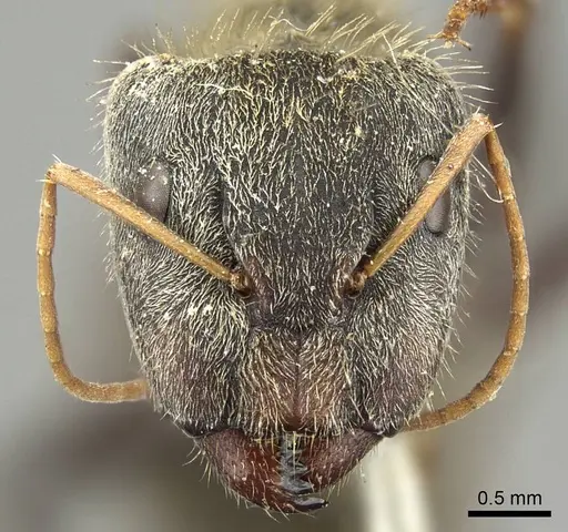 Camponotus pellitus specimen CASENT0915782 image casent0915782_2