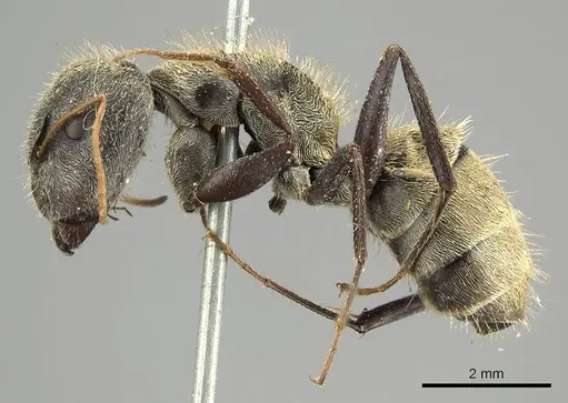 Camponotus pellitus specimen CASENT0915782 image casent0915782_3