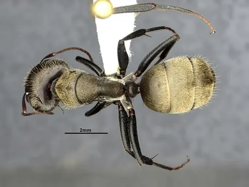 Camponotus pellitus specimen CASENT4032223 image casent4032223_1