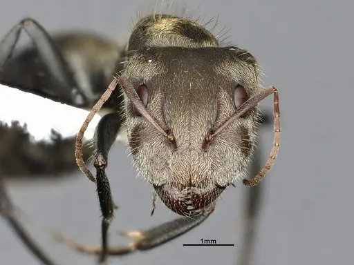 Camponotus pellitus specimen CASENT4032223 image casent4032223_2