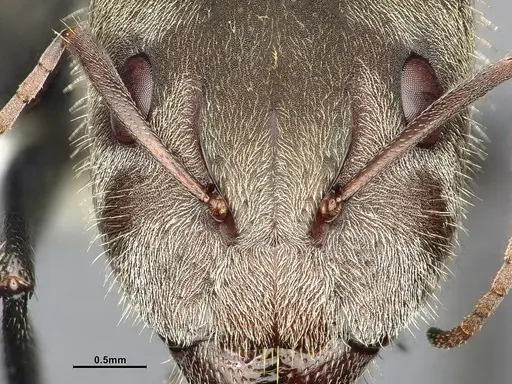 Camponotus pellitus specimen CASENT4032223 image casent4032223_3