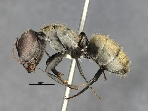 Camponotus pellitus specimen CASENT4032223 image casent4032223_4