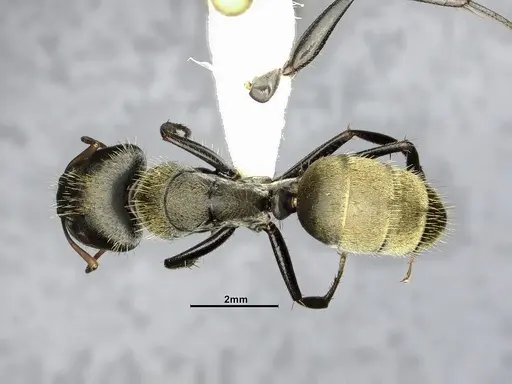 Camponotus pellitus specimen CASENT4032240 image casent4032240_1