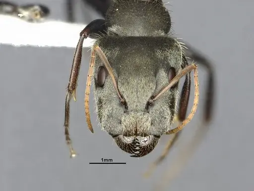 Camponotus pellitus specimen CASENT4032240 image casent4032240_2