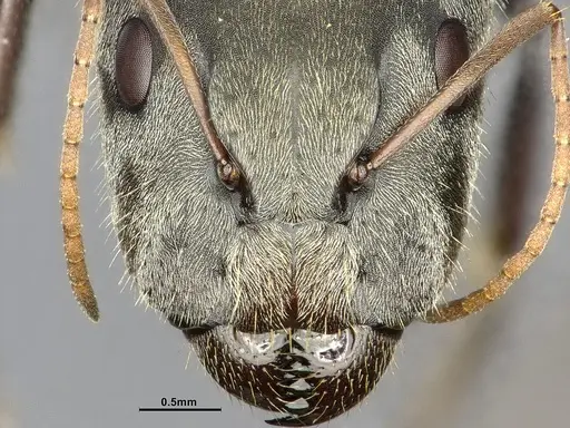 Camponotus pellitus specimen CASENT4032240 image casent4032240_3