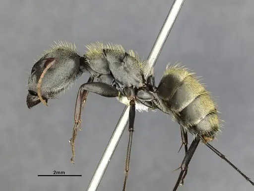 Camponotus pellitus specimen CASENT4032240 image casent4032240_4