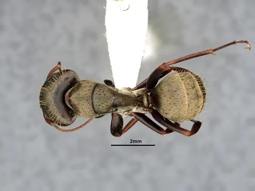 Camponotus pellitus specimen CASENT4032281 image casent4032281_1