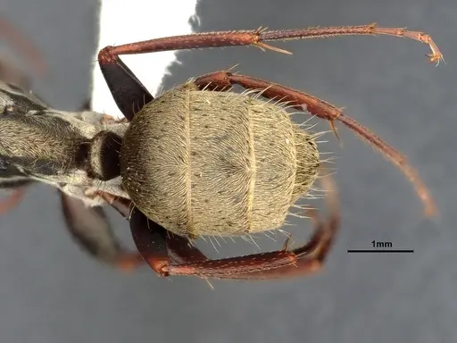 Camponotus pellitus specimen CASENT4032281 image casent4032281_2