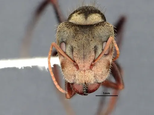 Camponotus pellitus specimen CASENT4032281 image casent4032281_3