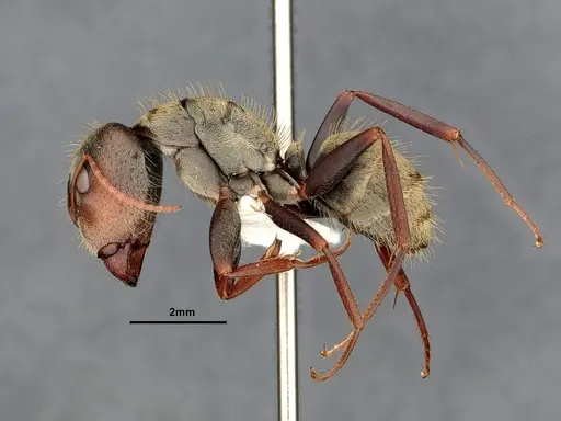 Camponotus pellitus specimen CASENT4032281 image casent4032281_4