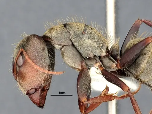 Camponotus pellitus specimen CASENT4032281 image casent4032281_5