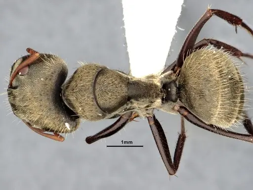 Camponotus pellitus specimen CASENT4032282 image casent4032282_1