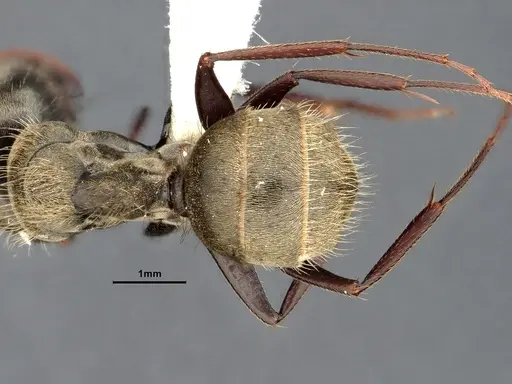 Camponotus pellitus specimen CASENT4032282 image casent4032282_2