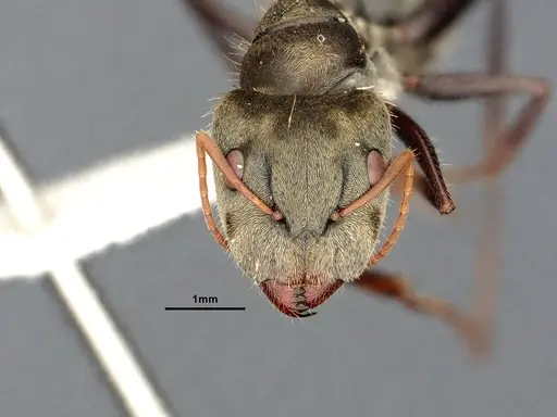 Camponotus pellitus specimen CASENT4032282 image casent4032282_3