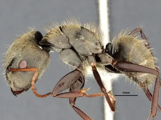 Camponotus pellitus specimen CASENT4032282 image casent4032282_4