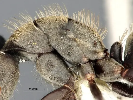 Camponotus pellitus specimen CASENT4032282 image casent4032282_5