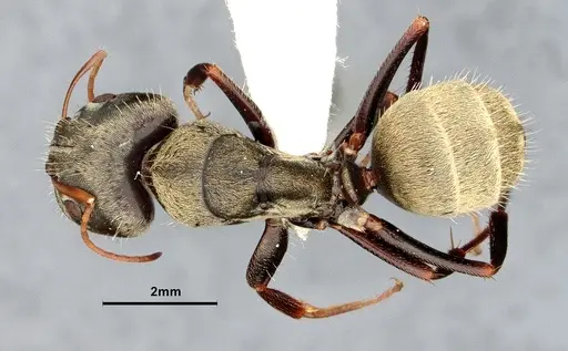 Camponotus pellitus specimen CASENT4032283 image casent4032283_1