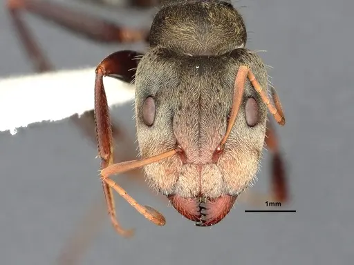 Camponotus pellitus specimen CASENT4032283 image casent4032283_2