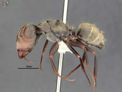 Camponotus pellitus specimen CASENT4032283 image casent4032283_3