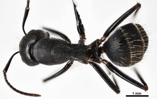 Camponotus pennsylvanicus specimen ANTWEB1038001 image antweb1038001_1