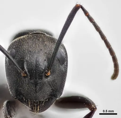 Camponotus pennsylvanicus specimen ANTWEB1038001 image antweb1038001_2