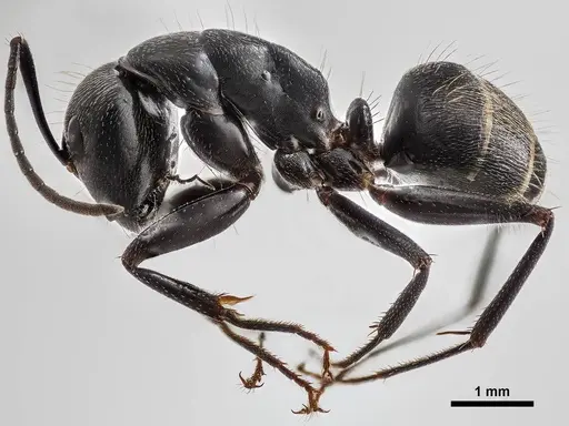 Camponotus pennsylvanicus specimen ANTWEB1038001 image antweb1038001_3