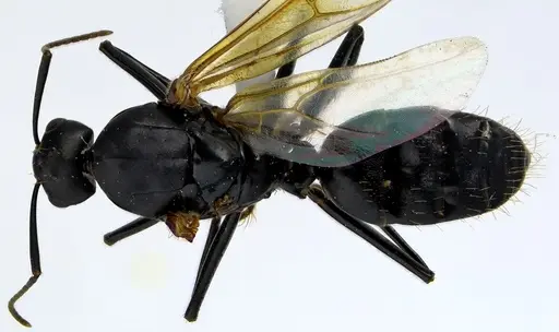 Camponotus pennsylvanicus specimen ANTWEB1041590 image antweb1041590_1