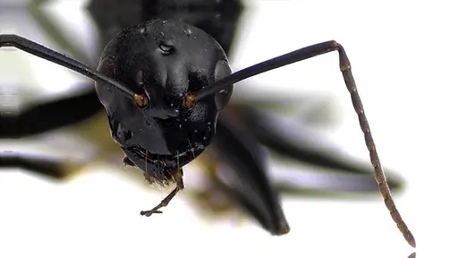 Camponotus pennsylvanicus specimen ANTWEB1041590 image antweb1041590_2