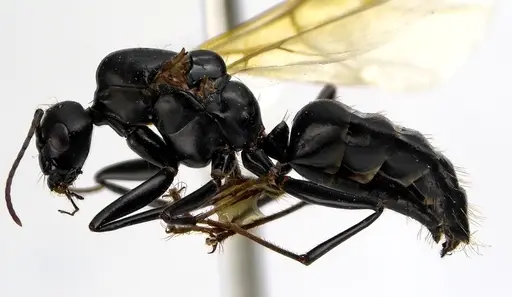 Camponotus pennsylvanicus specimen ANTWEB1041590 image antweb1041590_3