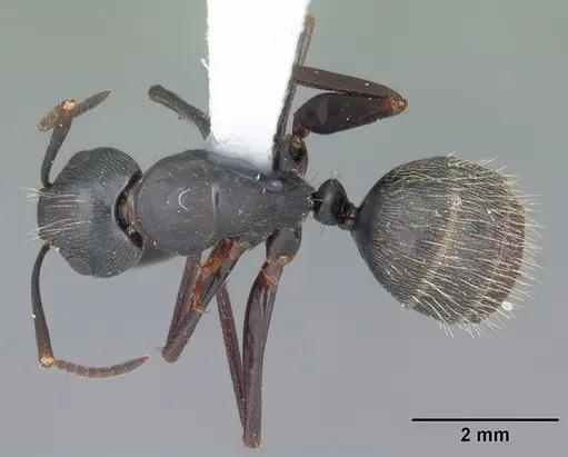 Camponotus pennsylvanicus specimen CASENT0103692 image casent0103692_1