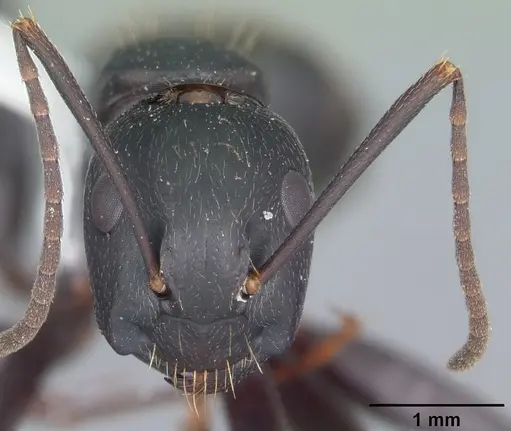 Camponotus pennsylvanicus specimen CASENT0103692 image casent0103692_2