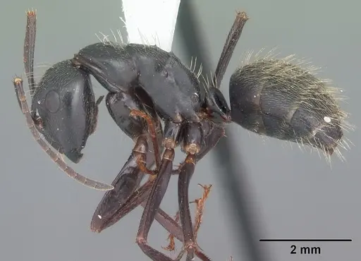 Camponotus pennsylvanicus specimen CASENT0103692 image casent0103692_3