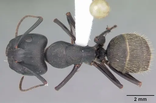 Camponotus pennsylvanicus specimen CASENT0103694 image casent0103694_1